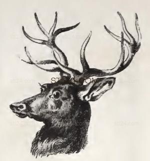 ANIMAL_0218
